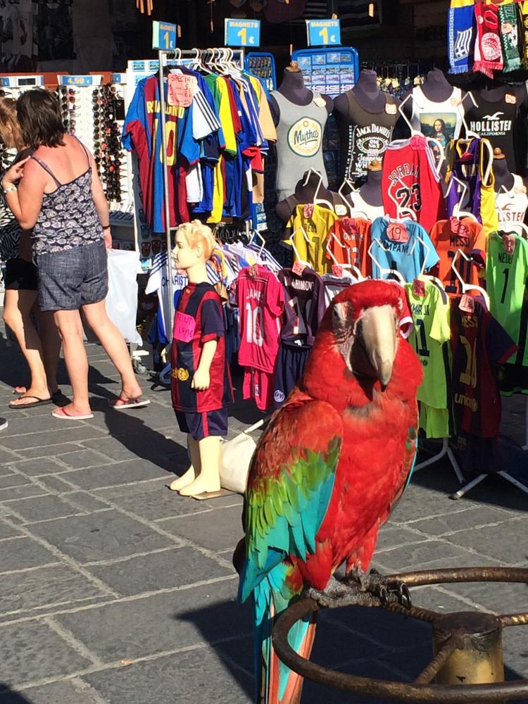 This colorful parrot was earning his owner lots of euros with your photo